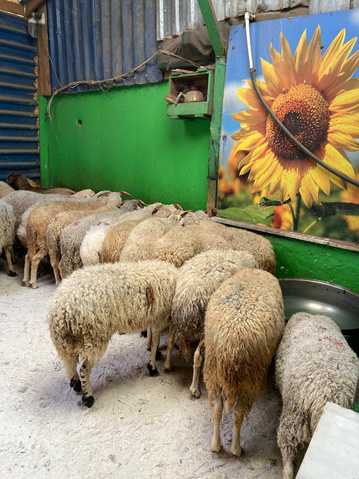 Sezer Adak Fotoğraf - 4